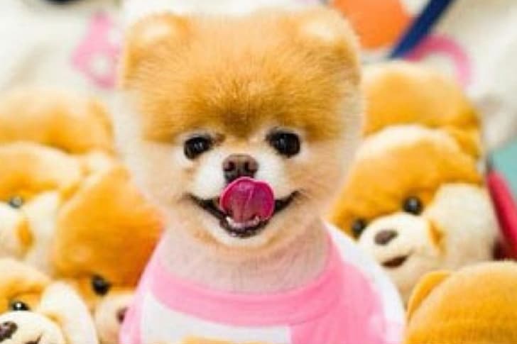 Boo The Pomeranian 'World's Cutest Dog' Dies