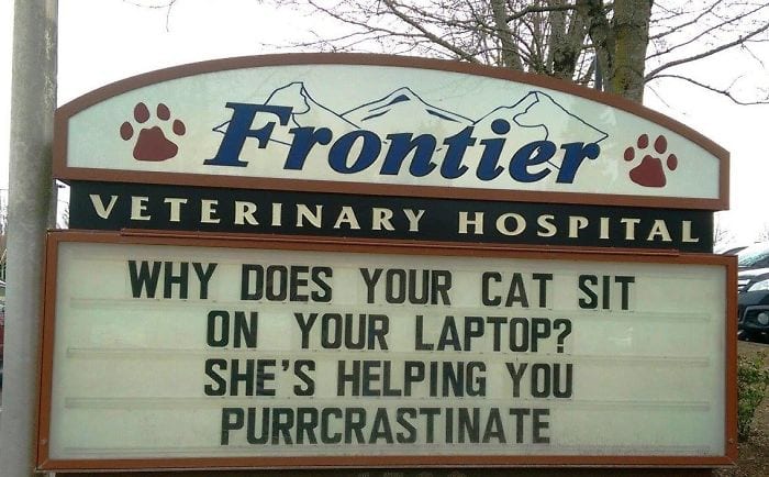 25 vet clinic signs telling hilarious cat jokes