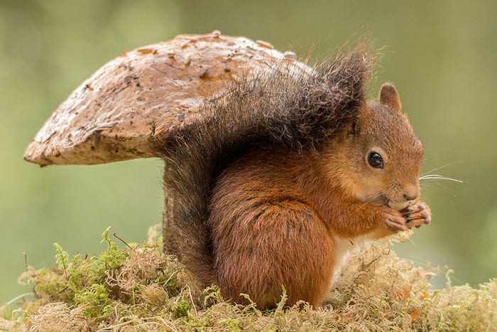 portraits of squirrels captured everyday for six years by renowned photographer