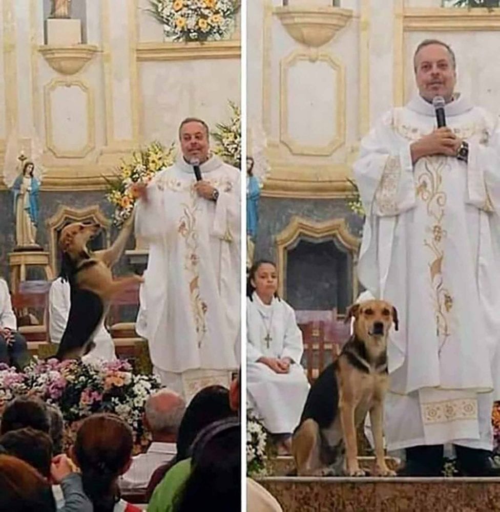 Priest With Heart Of Gold Brings Stray Dogs To Church For Adoption