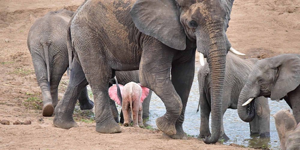The Pink-eared Baby Albino Elephant Caught On Camera At The Kruger National Park, South Africa