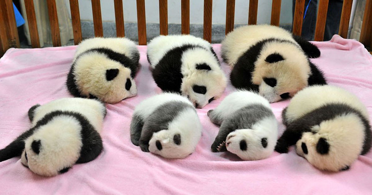panda day care: the best thing you will see this week