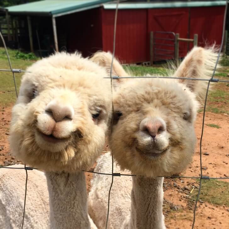 pictures of adorable alpacas that will light up your day
