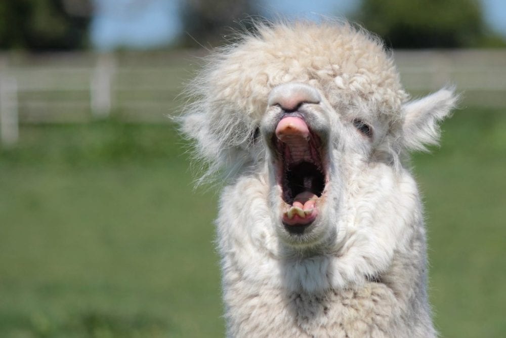 pictures of adorable alpacas that will light up your day