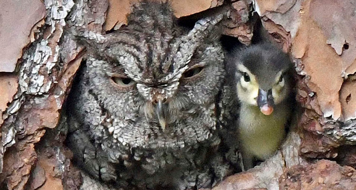 Owl Ends Up Raising Duckling After Mistaking Duck’s Egg For One Of Her Own
