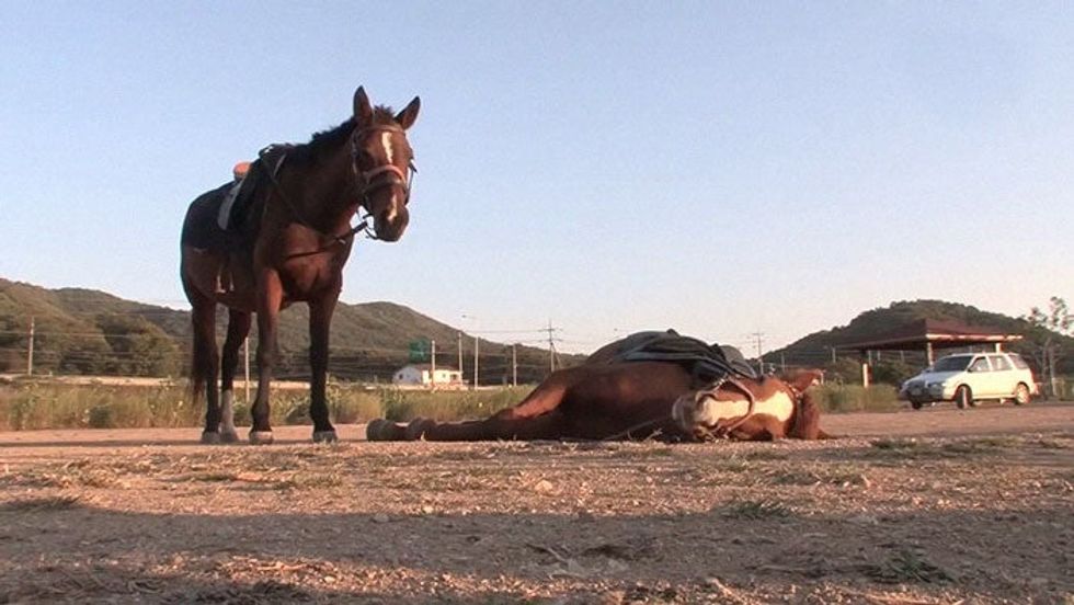 Horse Acts Like He’s Dead Every Time Someone Attempts To Ride Him