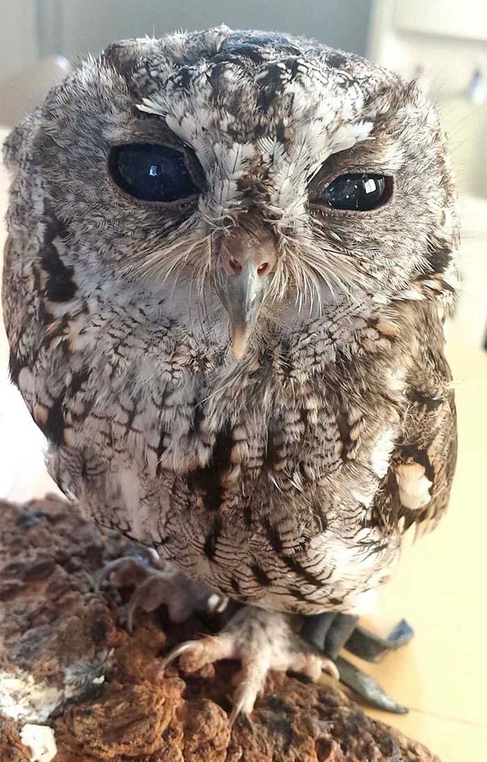 zeus the rescued blind owl has stunning galaxies in his eyes