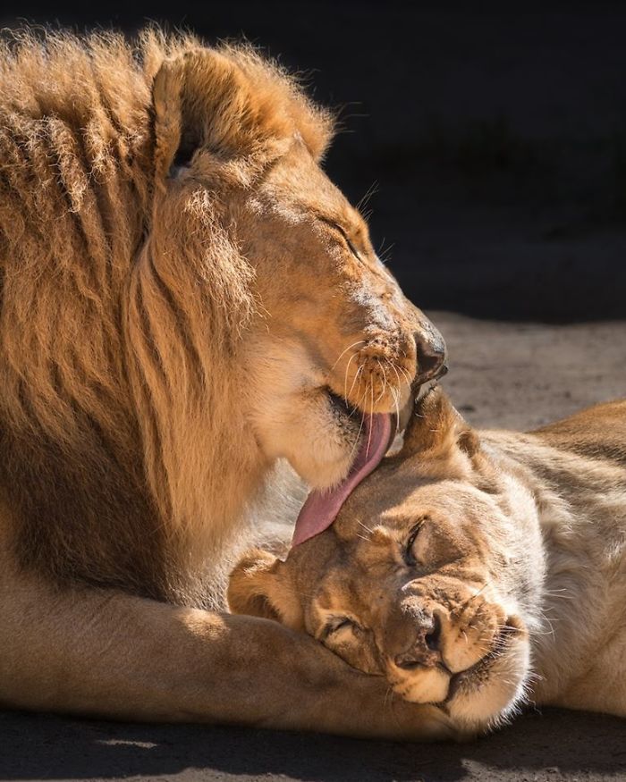 elderly lion couple put to sleep at same time so neither has to live alone