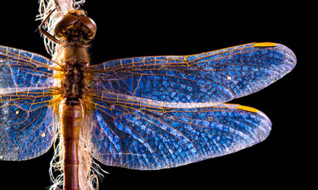 The Dragonfly Carries A Deep And Powerful Meaning: Do You See Them Often?