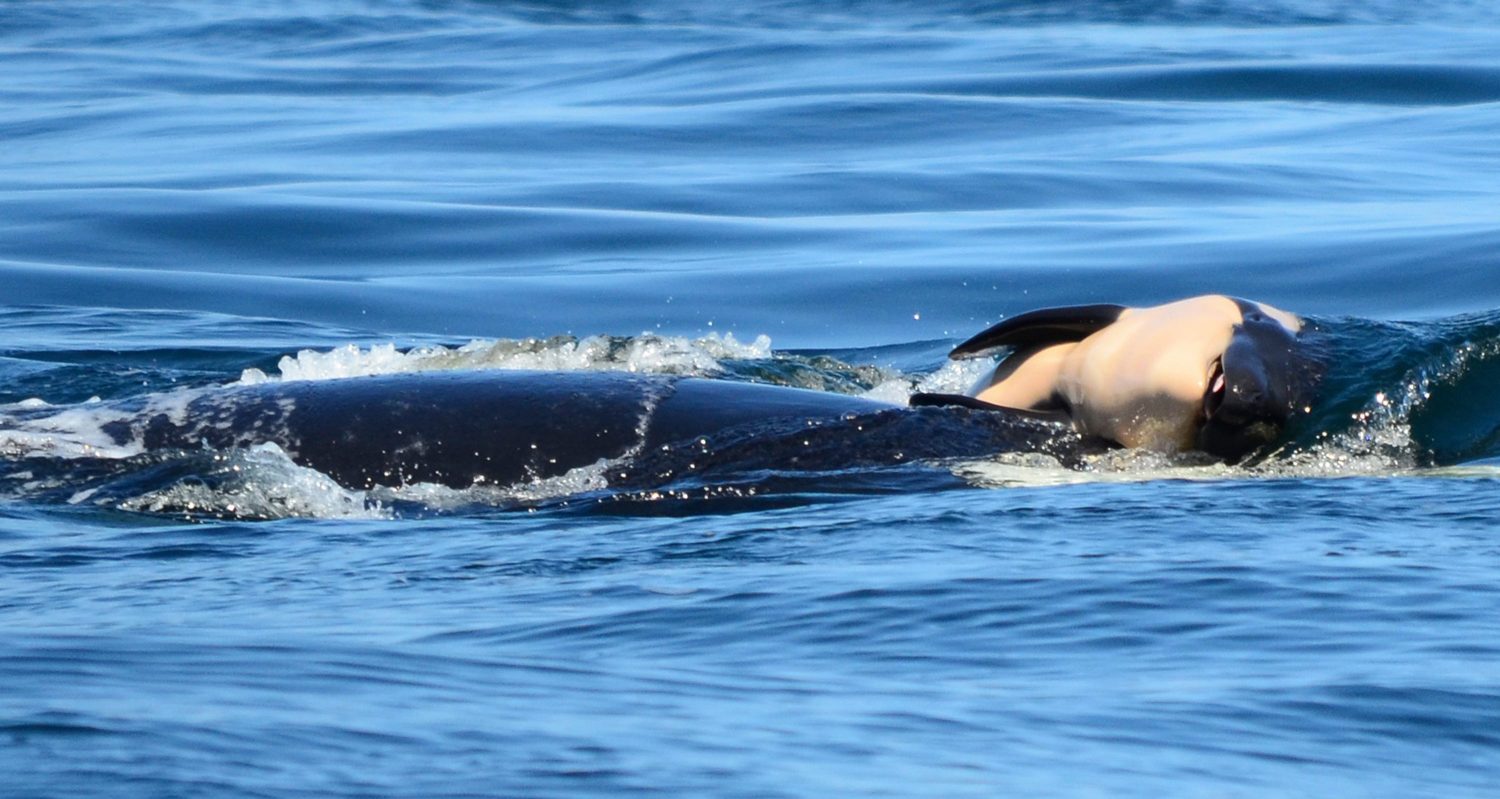 Killer Whale Who Grieved Her Dead Calf For 17 Days Is Pregnant Again