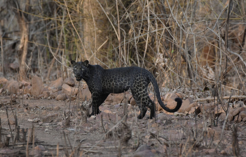 tourist snaps once in a lifetime picture of rare black leopard on first-ever safari in india