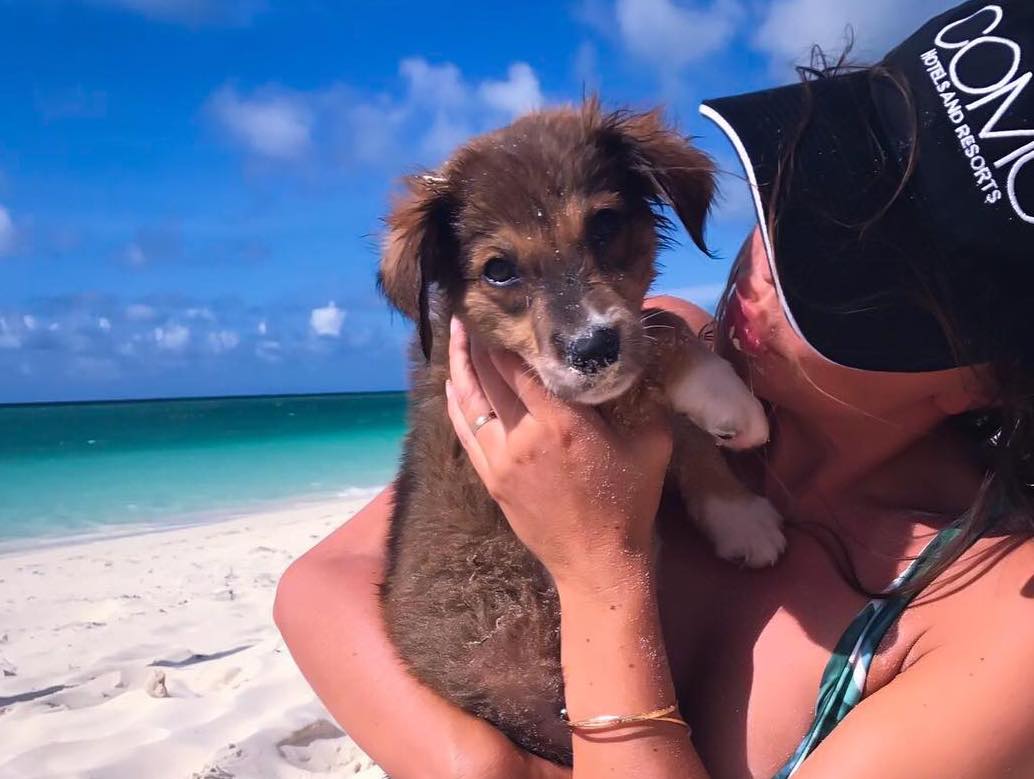 cuddle with puppies on the beach on this tropical island, it won't cost you a thing