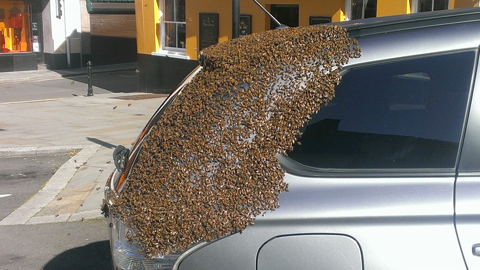 20,000 bees swarm together for a 2 day car chase to rescue their queen