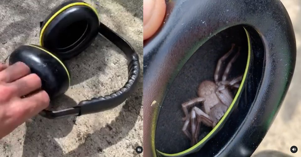 Man Who Felt Tickling In Earmuffs Discovers Huge Huntsman Spider Inside