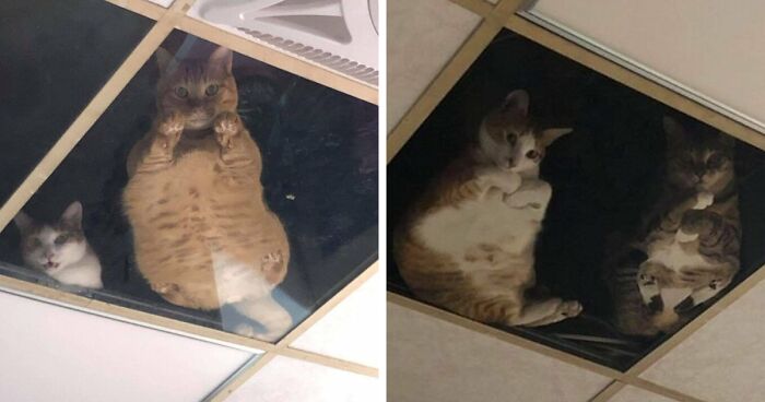 this shop owner installed a glass ceiling for his cats and now they won’t stop staring at him