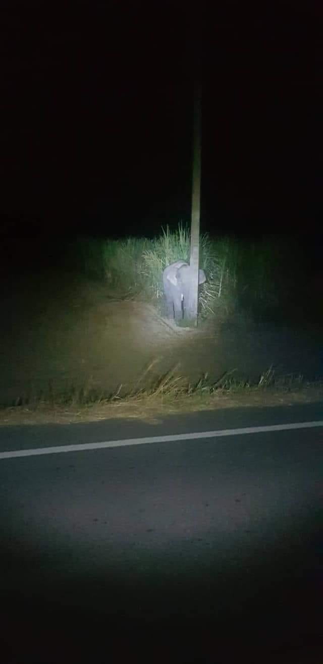 baby elephant tries to hide behind the light pole after spotted eating sugarcane