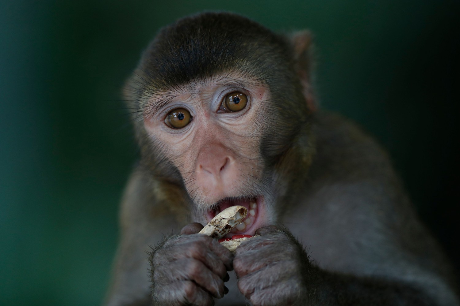 scientists splice human genes into monkey brains to make them bigger, smarter