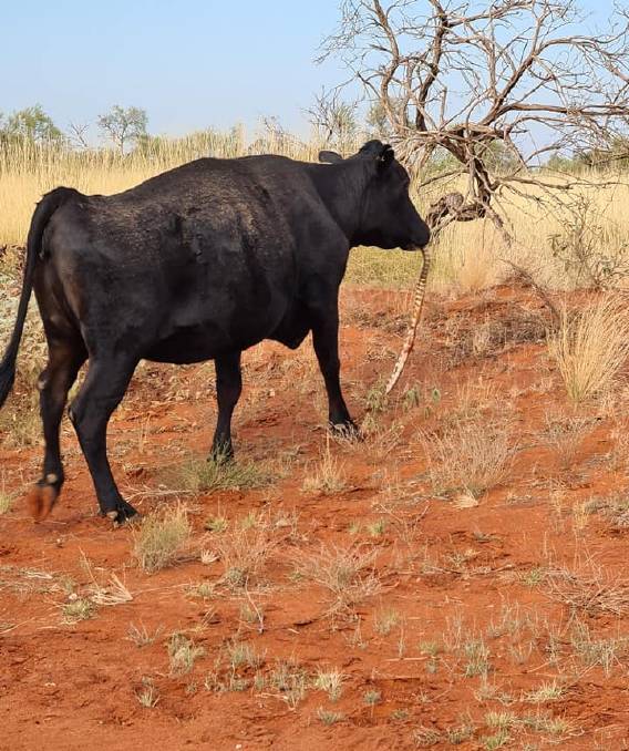 cow spotted chewing on a large python in outback australia