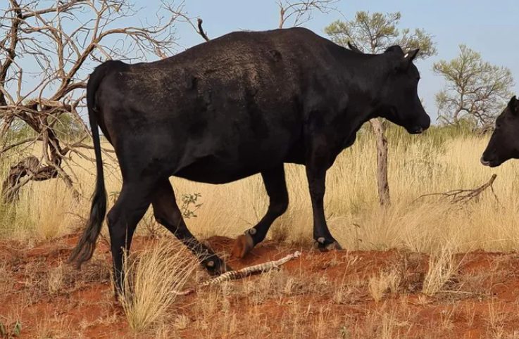 cow spotted chewing on a large python in outback australia