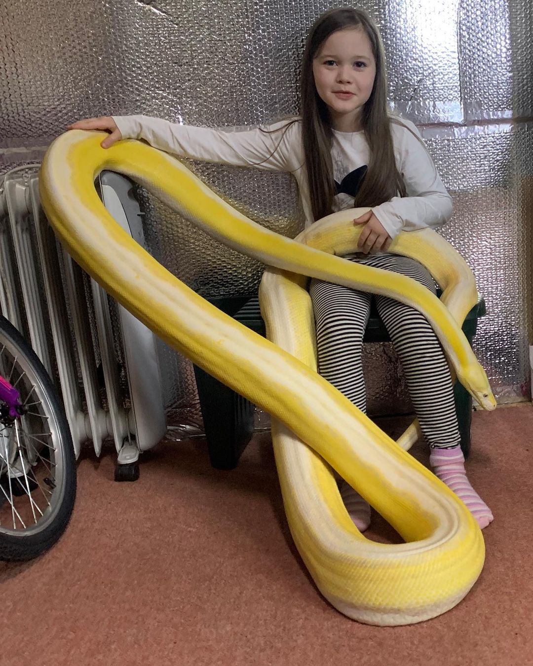 little girl is best friends with a huge python and the father couldn't be happier
