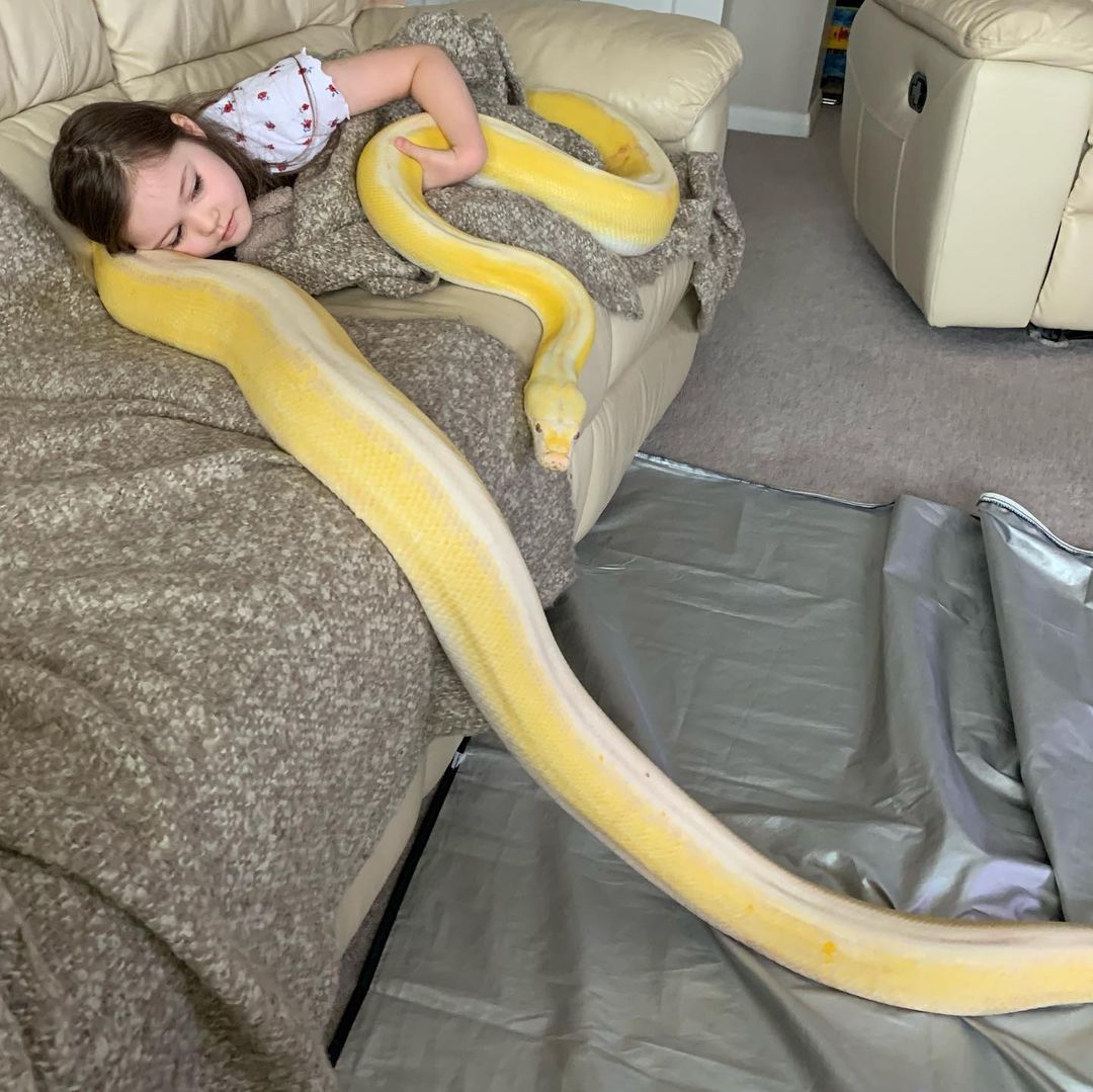 little girl is best friends with a huge python and the father couldn't be happier