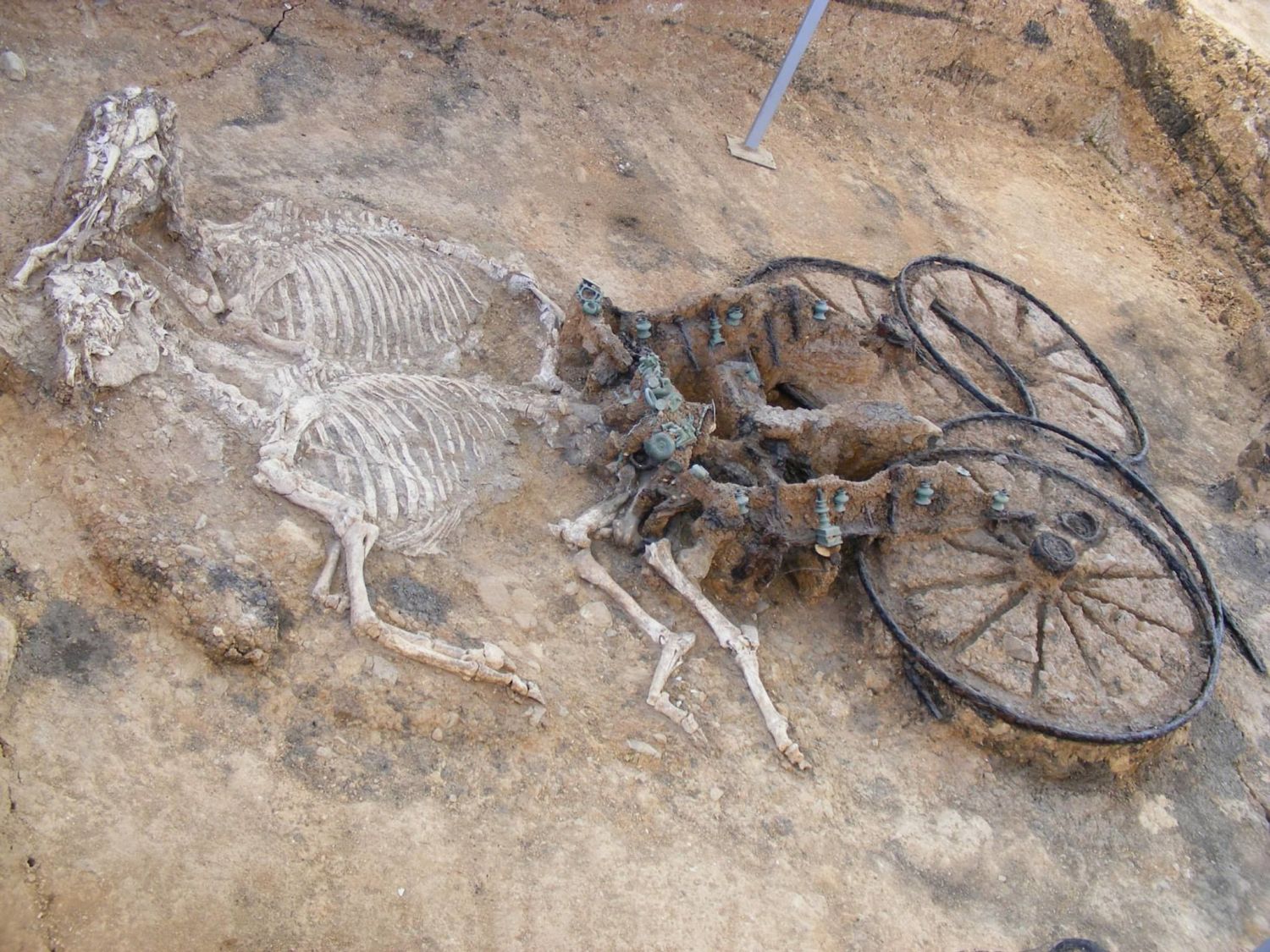 an iron age chariot with horse and rider in tow was discovered in england