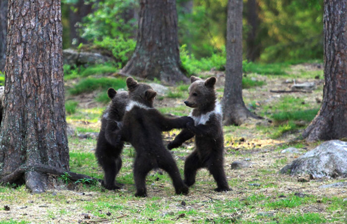 teacher stumbles upon baby bears 'dancing' in finland forest, thinks he's imagining it