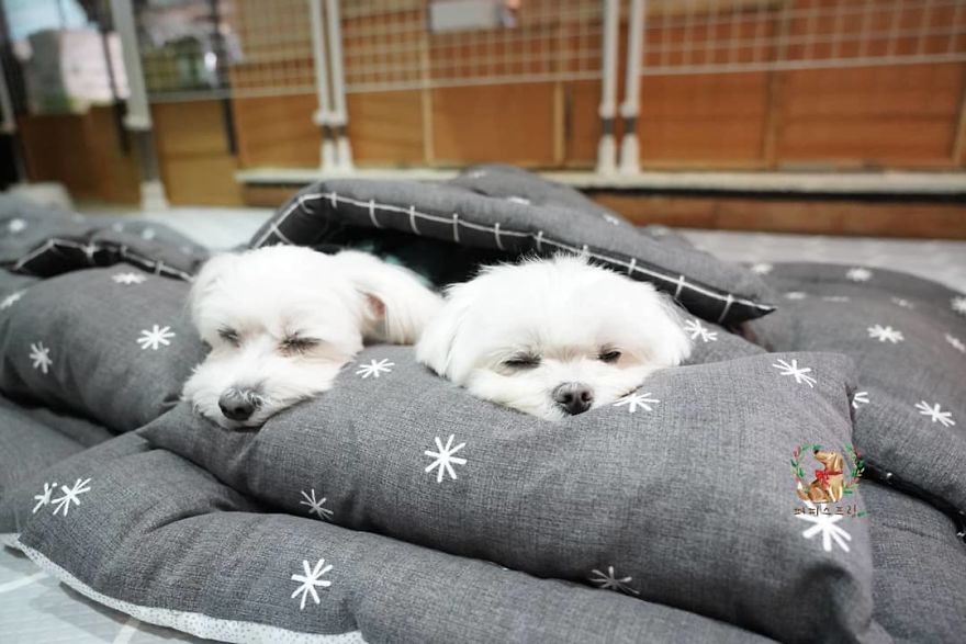 photos of sleeping pups in a puppy daycare center are taking over the internet (24 pics)