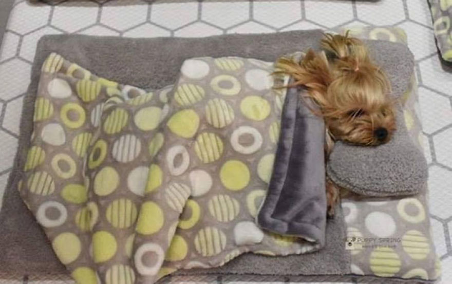 photos of sleeping pups in a puppy daycare center are taking over the internet (24 pics)