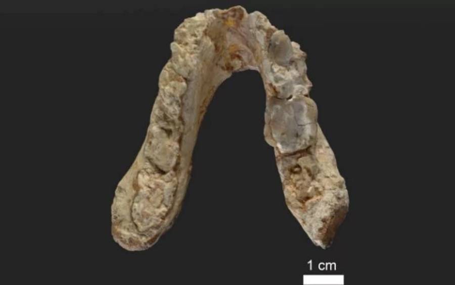 newly-discovered remains suggest earliest humans came from europe, not africa