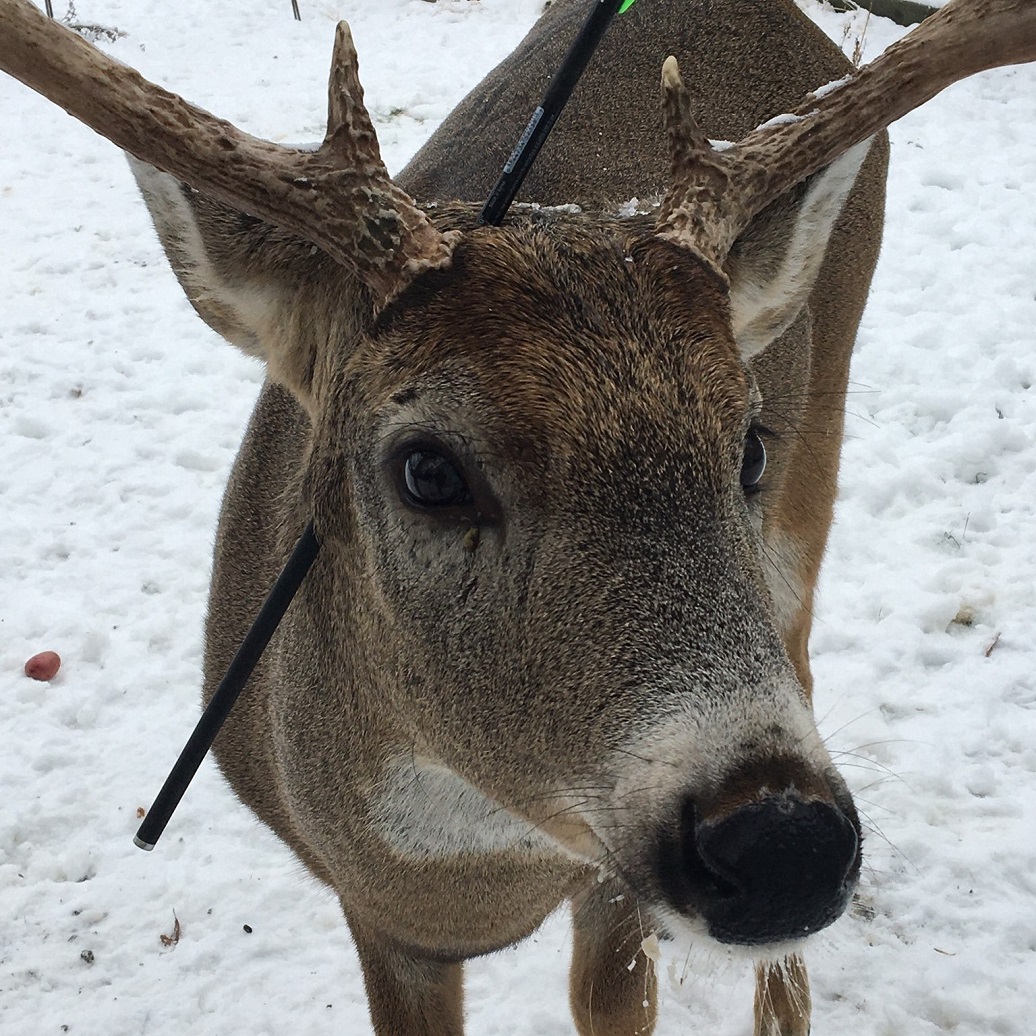 deer that regularly visits town returns with an arrow through its head, leaving residents heartbroken