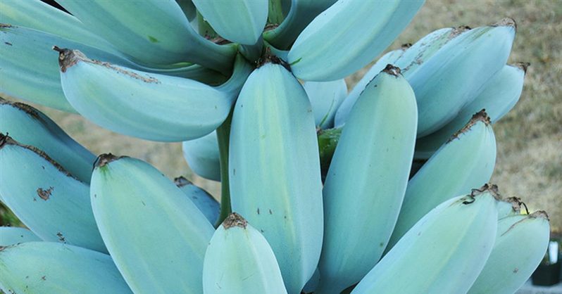 The Blue Java Banana: A 'Vanilla Ice Cream' Tasting Banana