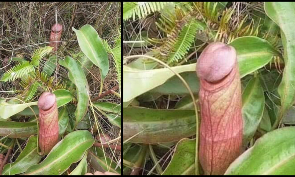 Amazing things shaped like a vagina