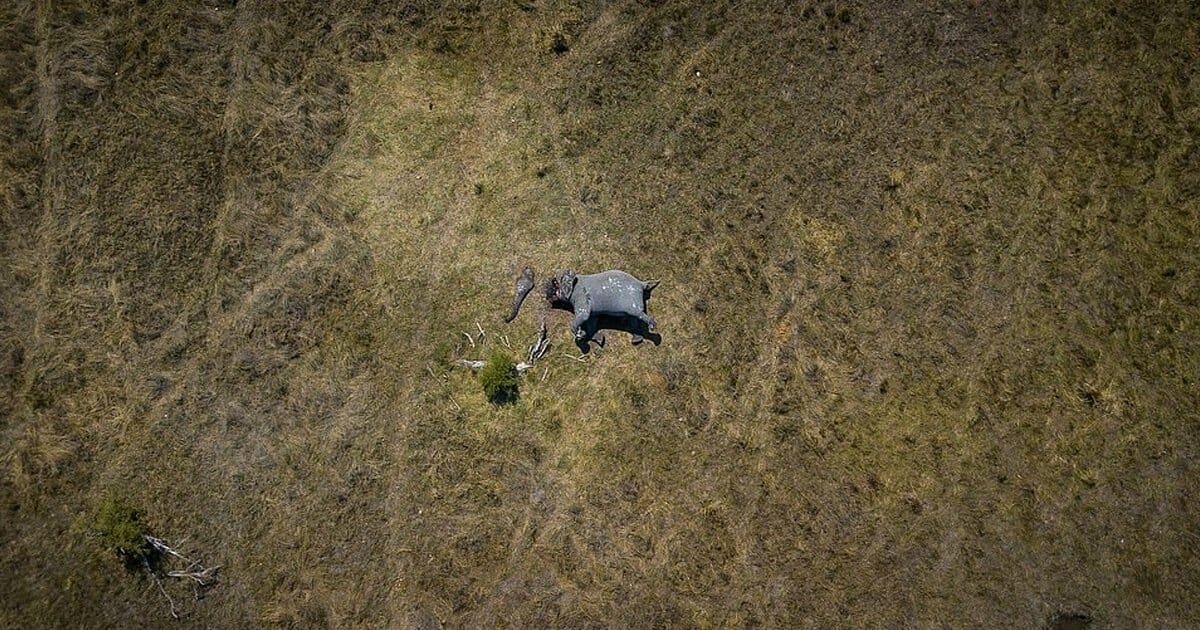 Horrific Photo Shows Mutilated Elephant With Its Tusks And Trunk Cut Off By Ivory Poachers