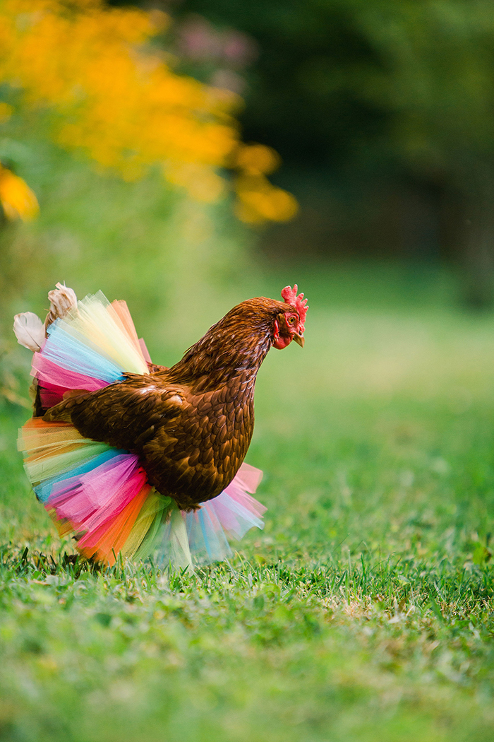 you can now get a tutu for your pet chicken