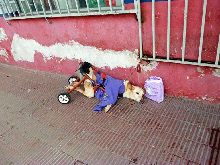 wheelchair-bound dog with paralysis left on a street with nothing but a bag of diapers