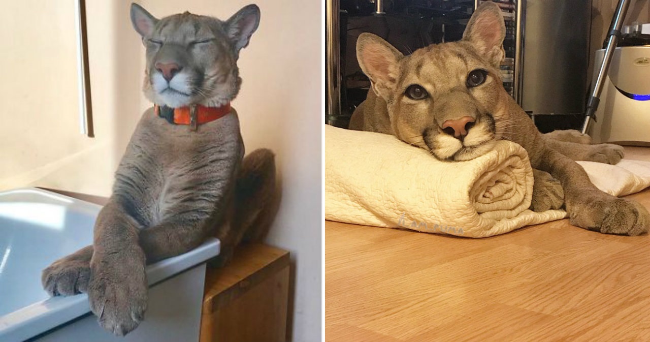 Puma Rescued From Russian Zoo Now Lives As A Spoiled House Cat