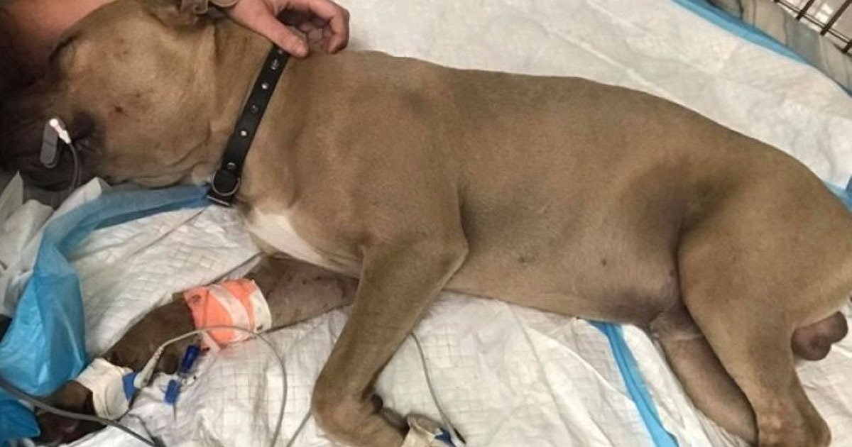 9-Month-Old Pit Bull Puppy Dies After Protecting Kids From Venomous Snake