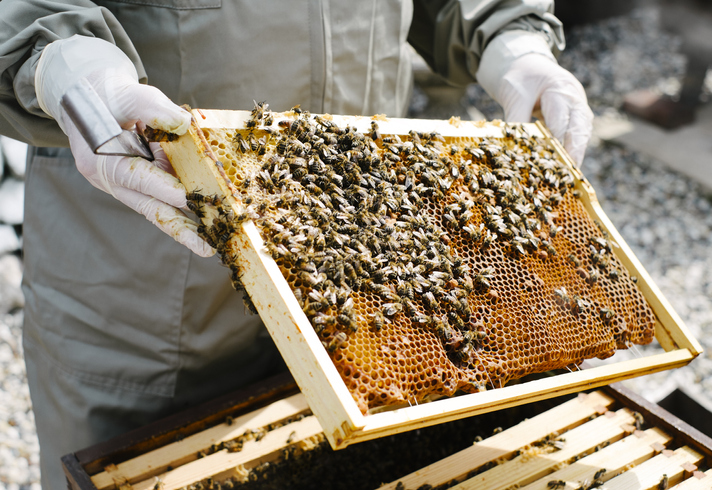 bees officially declared to be the most important living creatures on earth