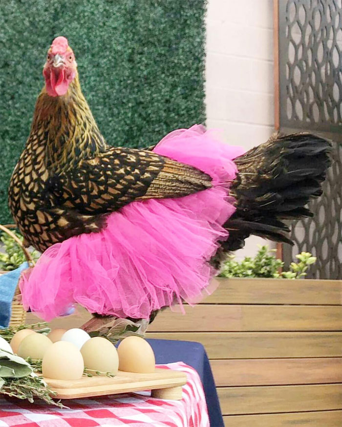 chickens in tutus is now a thing, and they look cute and lovely