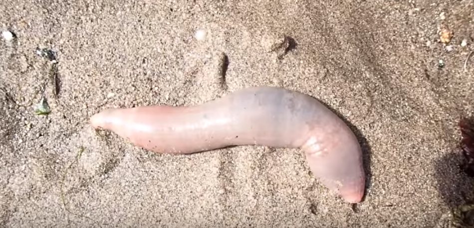 thousands of 'penis fish' washed up on a beach in california
