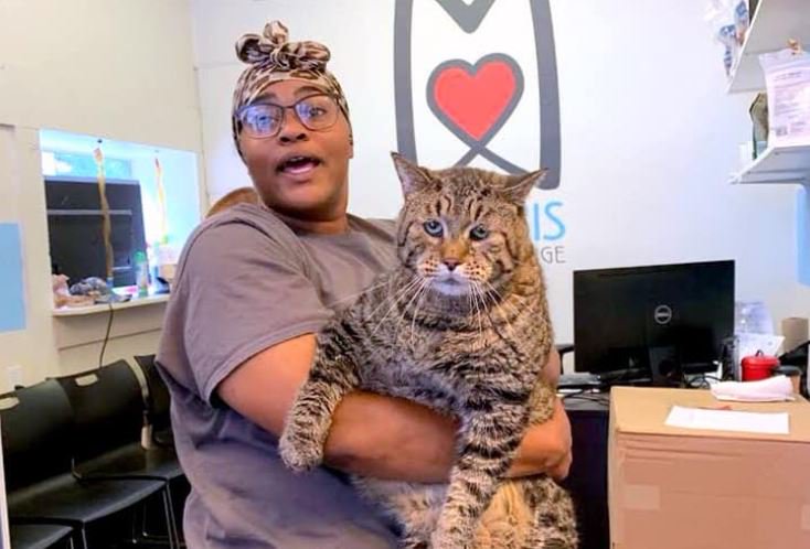 unbelievably big 26-pound cat, named 'big boi mr. b' is looking for a home and people are truly obsessed with him