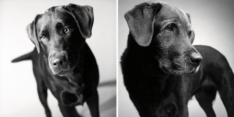 these photos reveal how dogs change as they get old