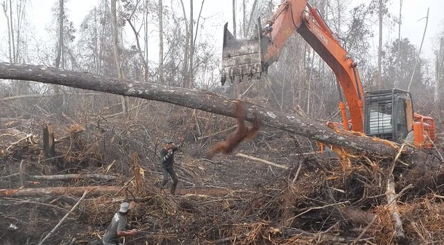 heartbreaking footage of orangutan trying to keep excavator from destroying his home