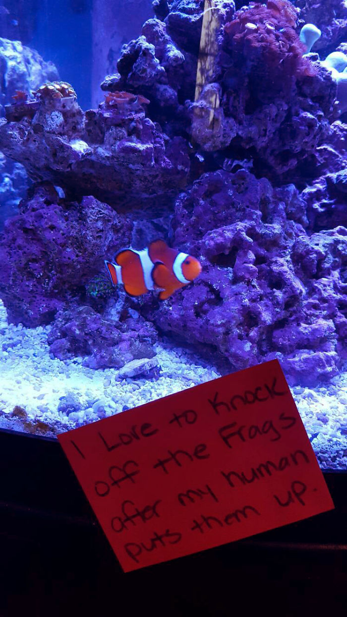 23 hilarious fish shamed publicly for being naughty
