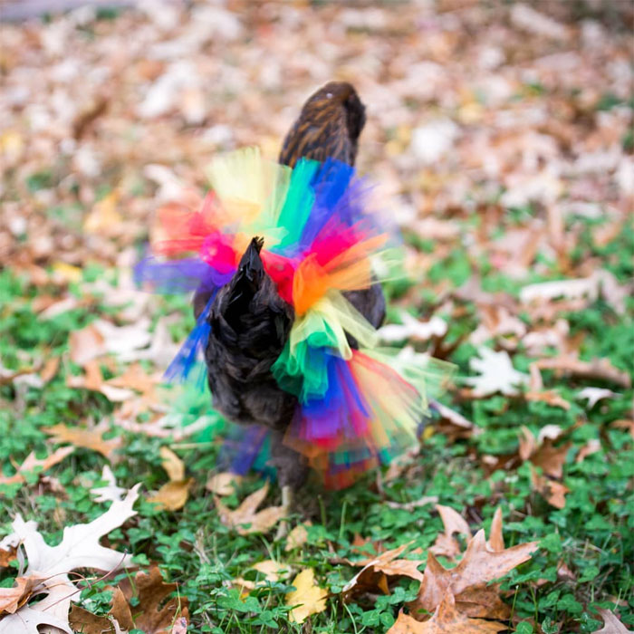 chickens in tutus is now a thing, and they look cute and lovely