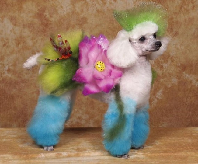 25 dogs groomed like exotic wild animals and fictional characters