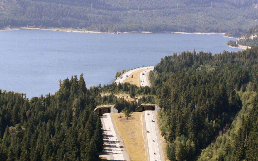 amazing animal bridges and crossings that save wildlife from vehicle-animal collisions
