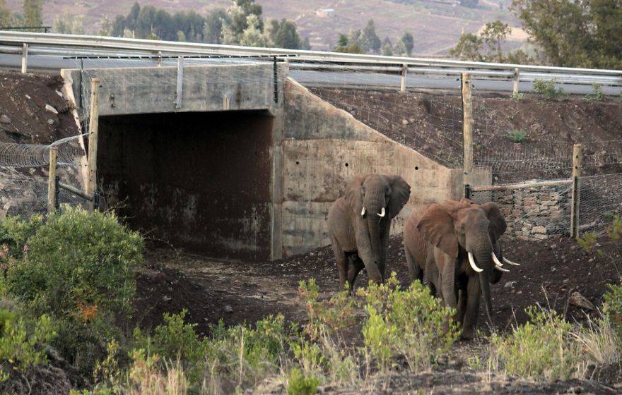 amazing animal bridges and crossings that save wildlife from vehicle-animal collisions