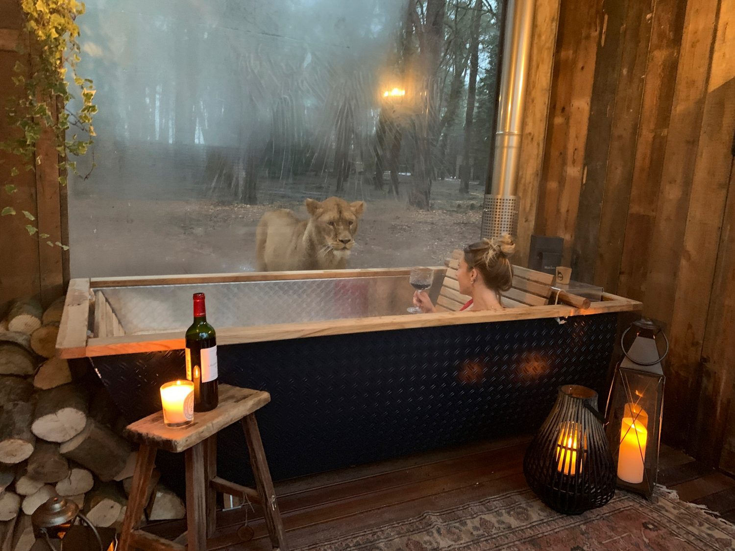 this incredible safari lodge lets you sleep next to lions and tigers